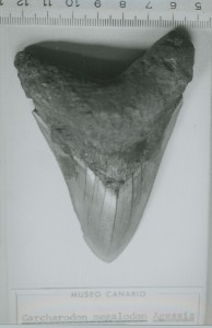 Carcharodon_megalodon_Agassiz_(Museo Canario)_a
