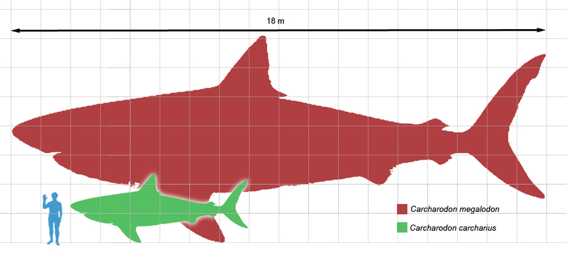 Megalodon_scale1