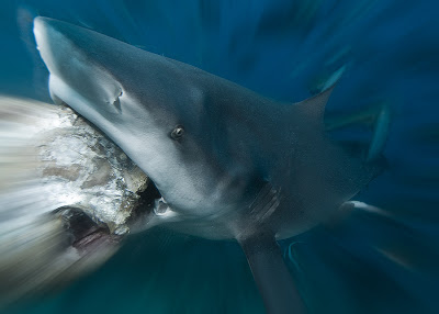 feeding