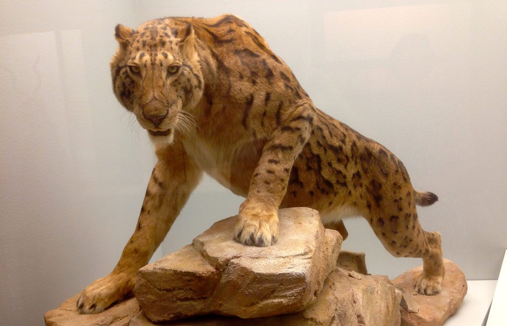 taxidermia