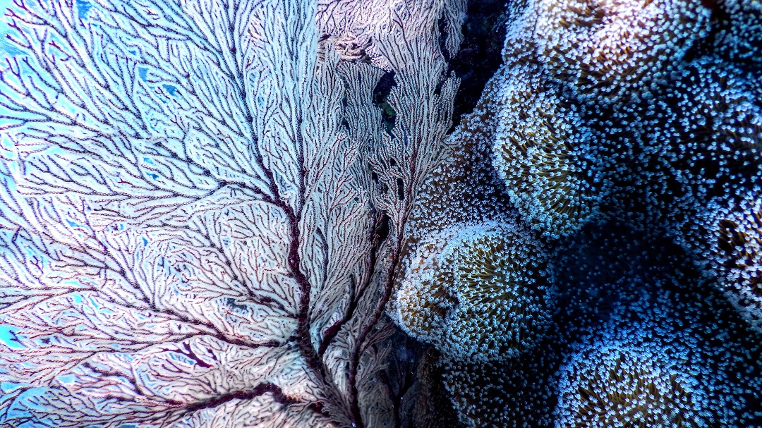 Corales